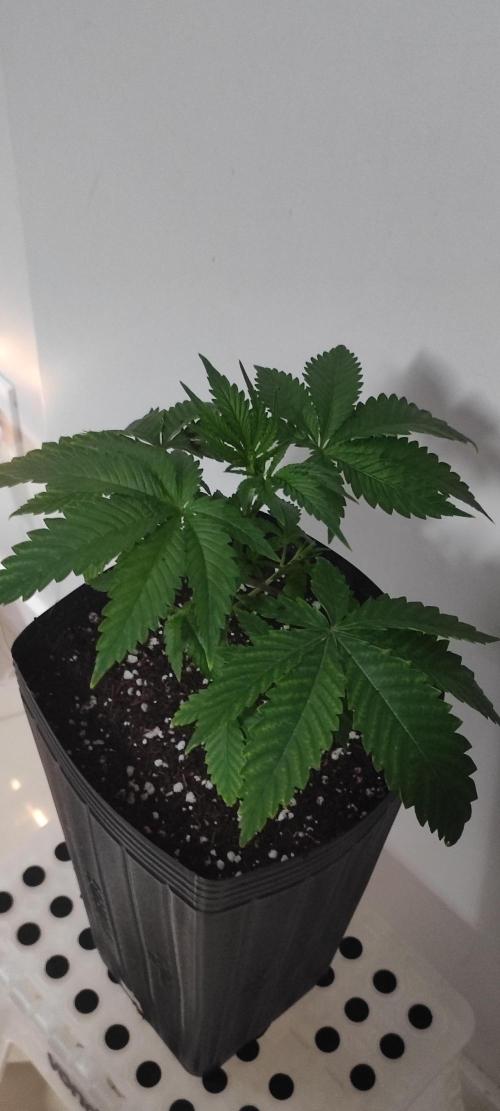 Mimosa. Week 3