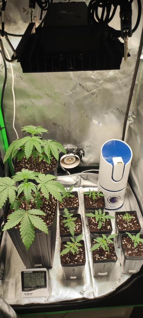 Mimosa. Week 3