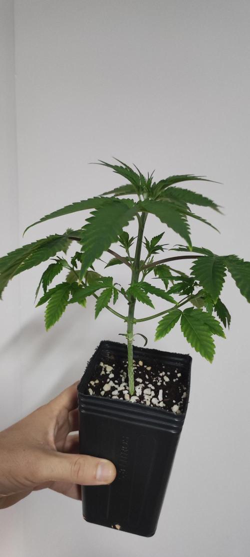 Mimosa. Week 3