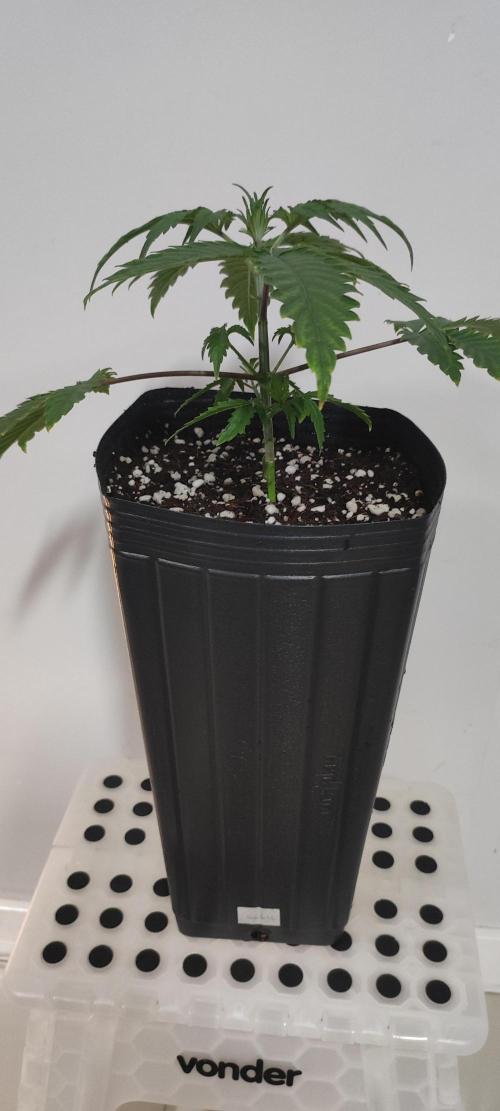 Garlotti. Week 3
