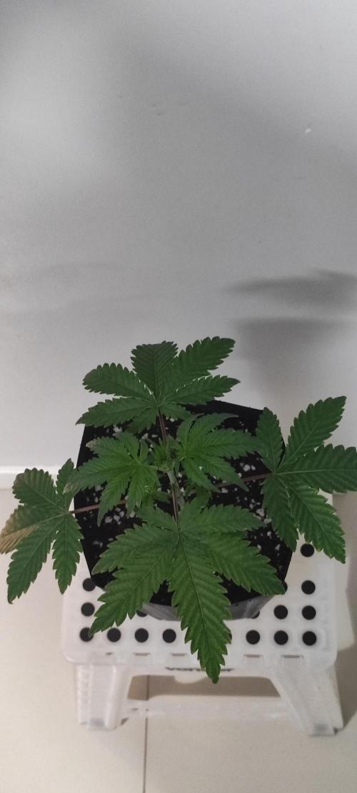 Garlotti. Week 3