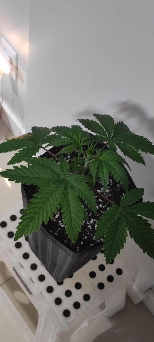 Garlotti. Week 3
