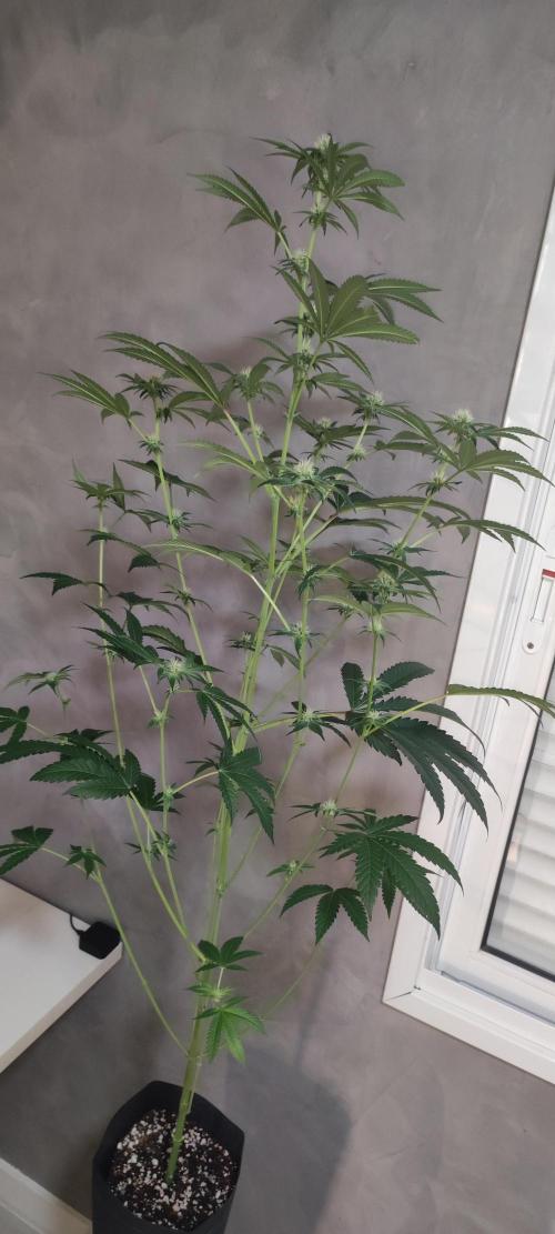 Grape Pie #1. Week 6