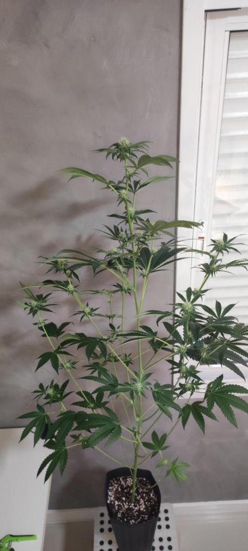Grape Pie #1. Week 6