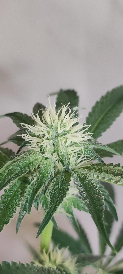 Grape Pie #1. Week 6