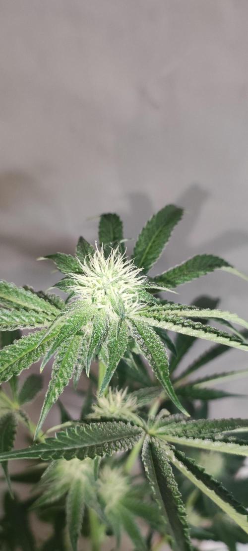 Grape Pie #1. Week 6
