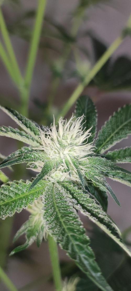 Grape Pie #1. Week 6