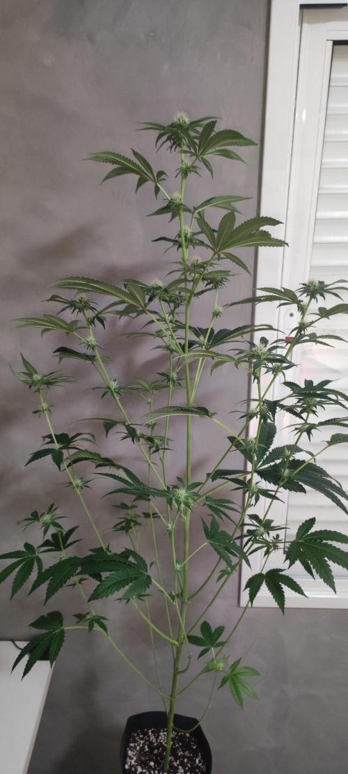 Grape Pie #1. Week 6