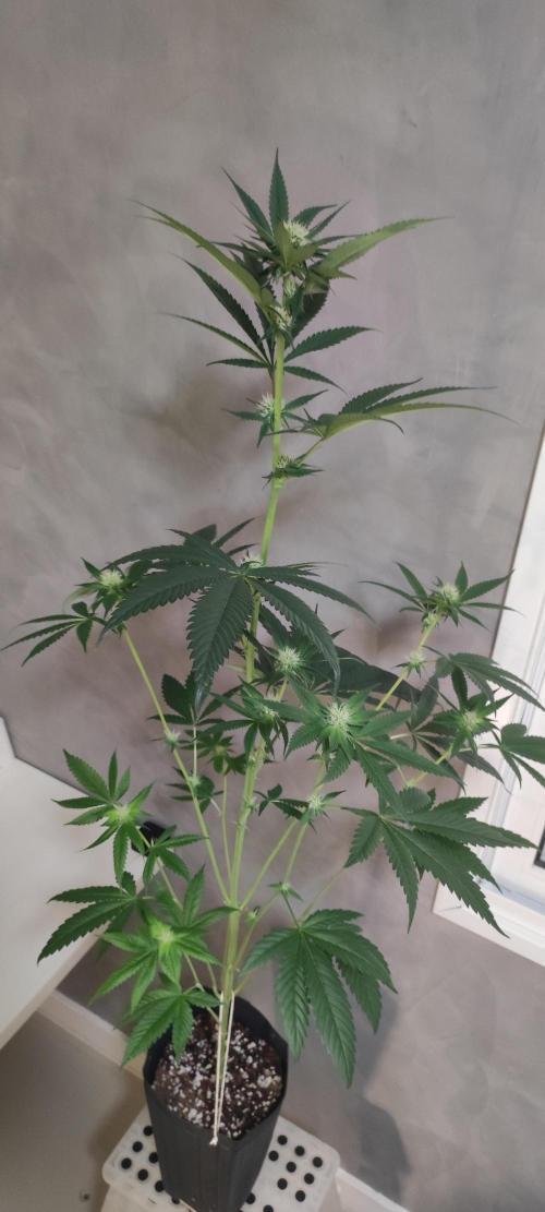 Pistachio #1. Week 6