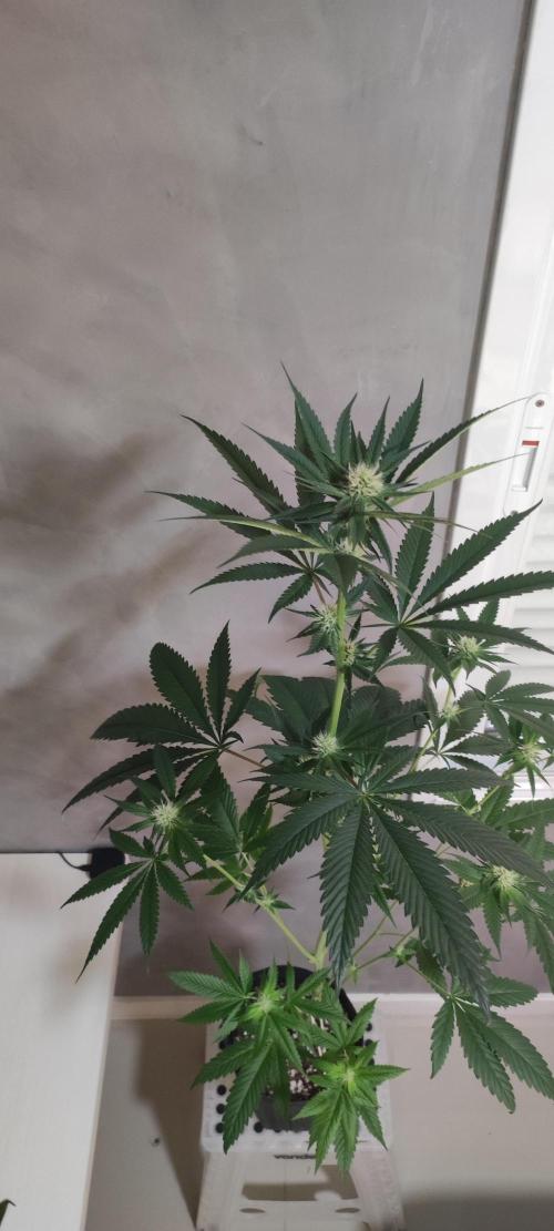 Pistachio #1. Week 6
