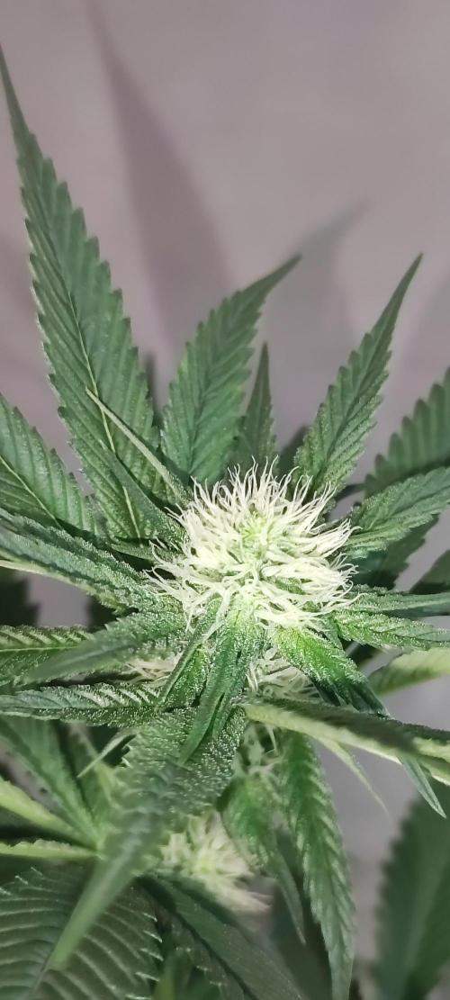 Pistachio #1. Week 6