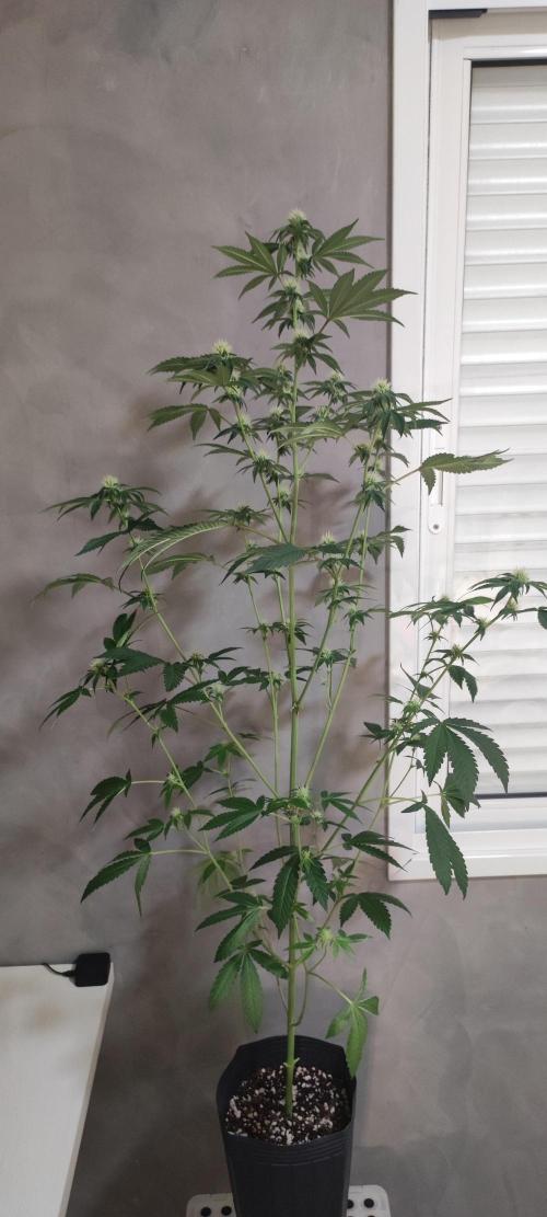 Banana Kush #1. Week 6