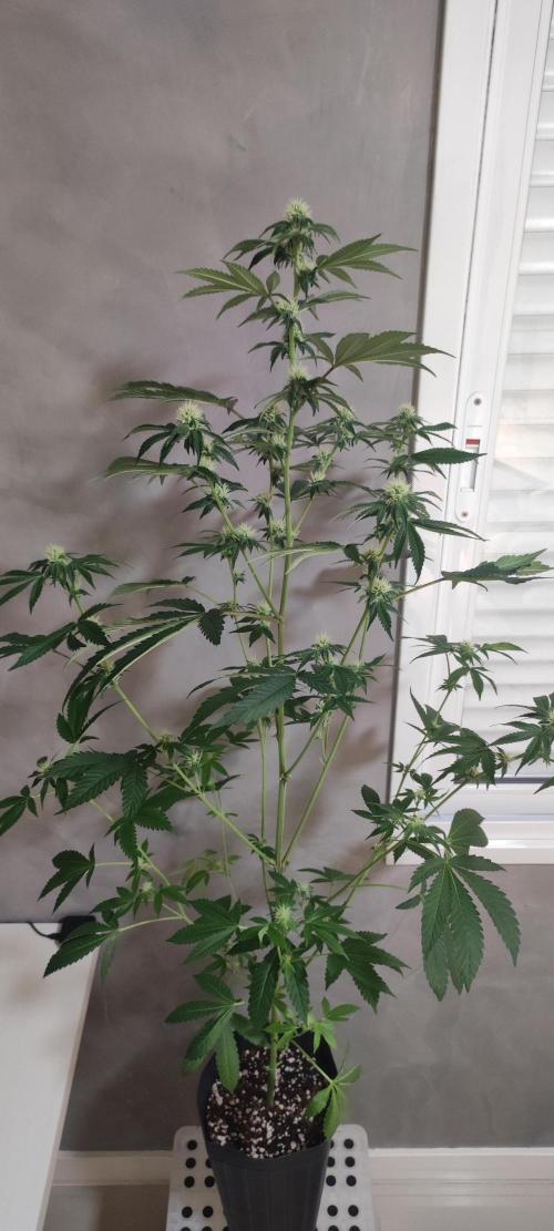 Banana Kush #1. Week 6
