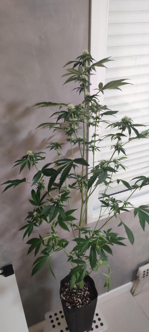 Banana Kush #1. Week 6