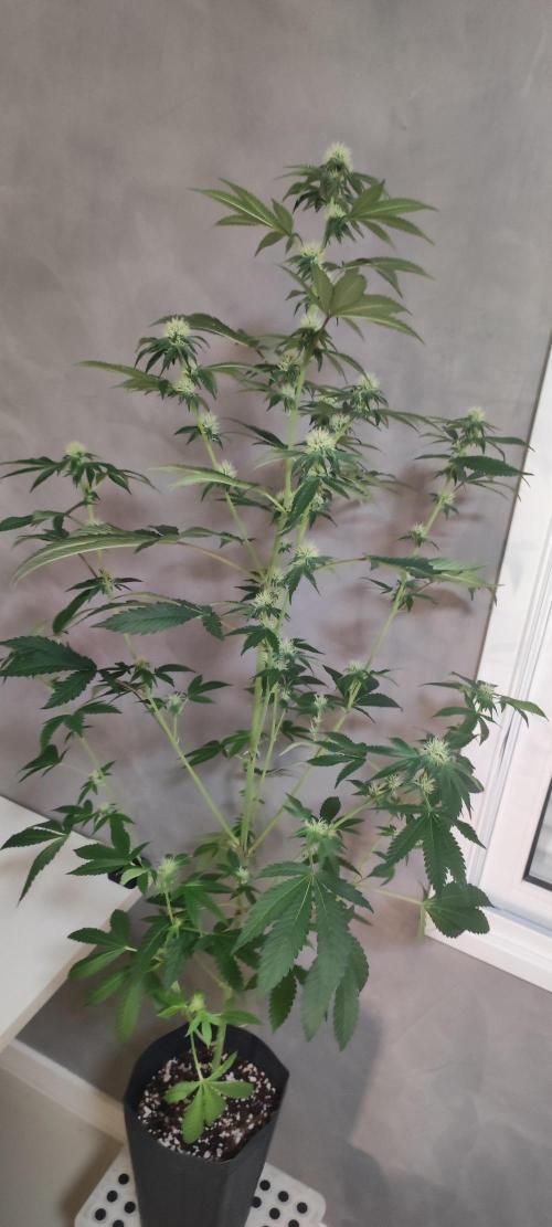 Banana Kush #1. Week 6
