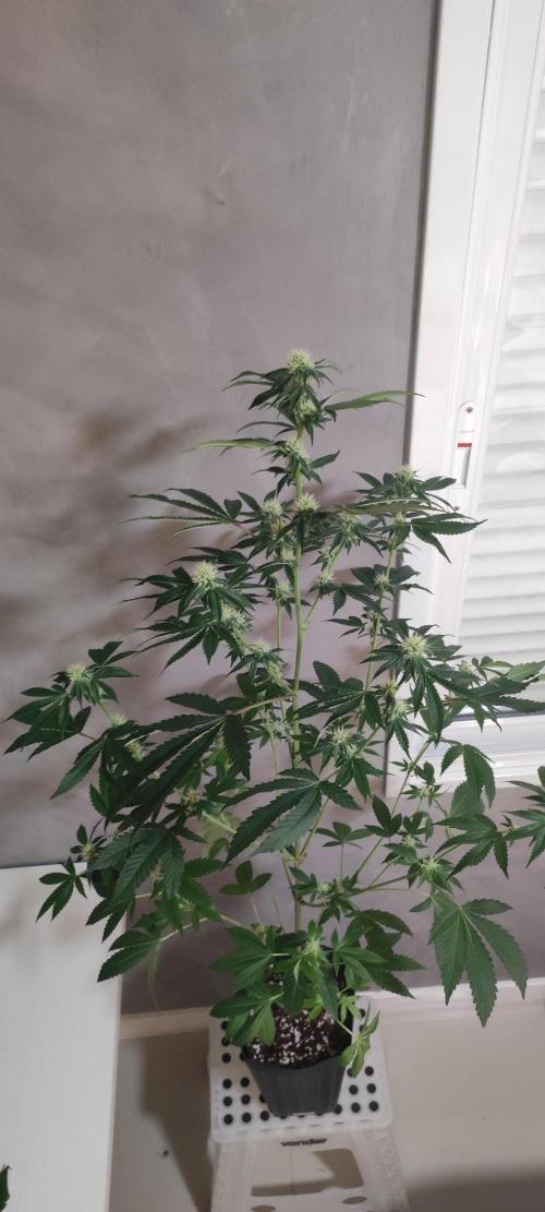 Banana Kush #1. Week 6