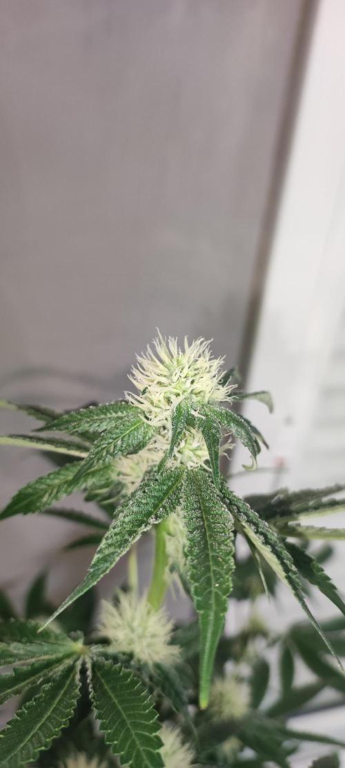 Banana Kush #1. Week 6
