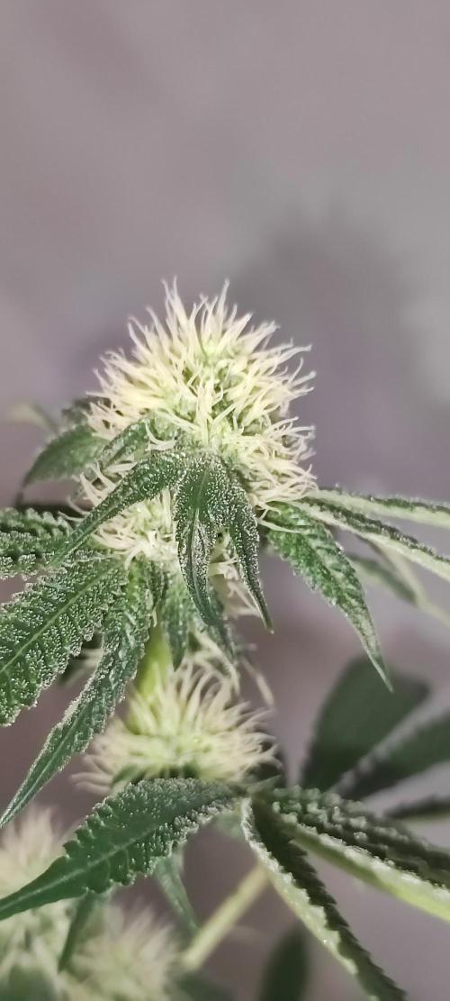 Banana Kush #1. Week 6