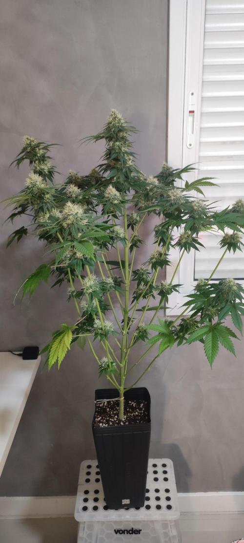 Zkittlez. Week 10