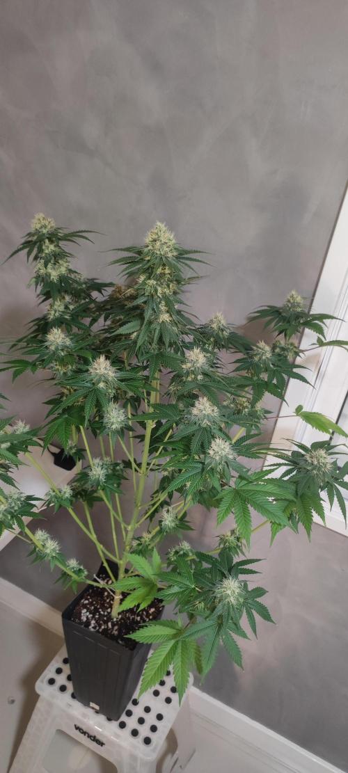 Zkittlez. Week 10