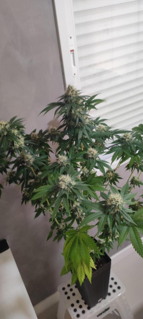 Zkittlez. Week 10