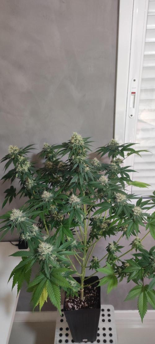 Zkittlez. Week 10
