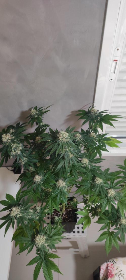 Zkittlez. Week 10