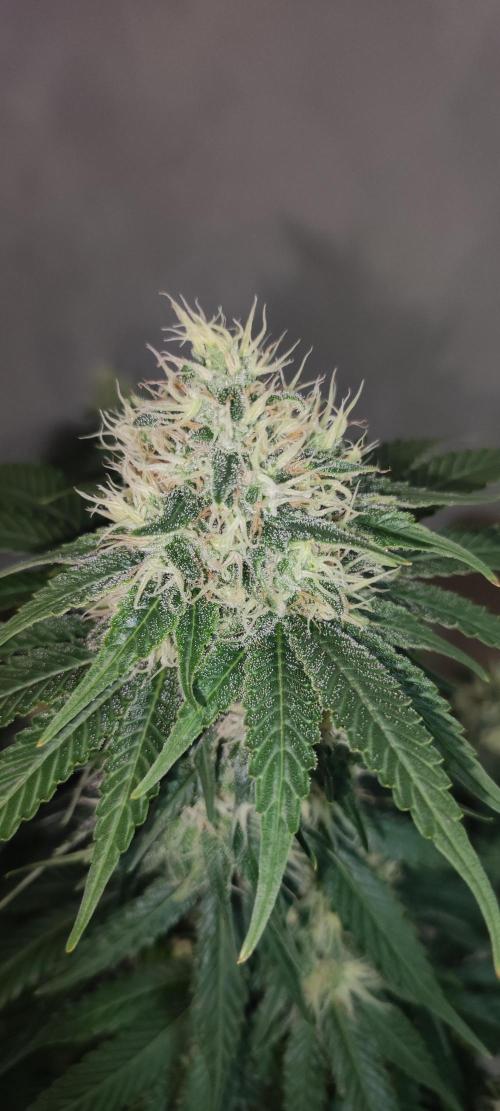 Zkittlez. Week 10