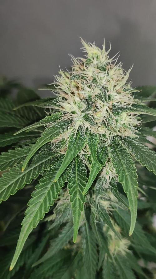 Zkittlez