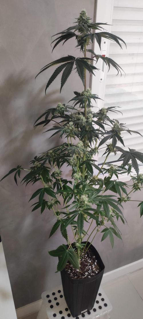 White Widow. Week 10
