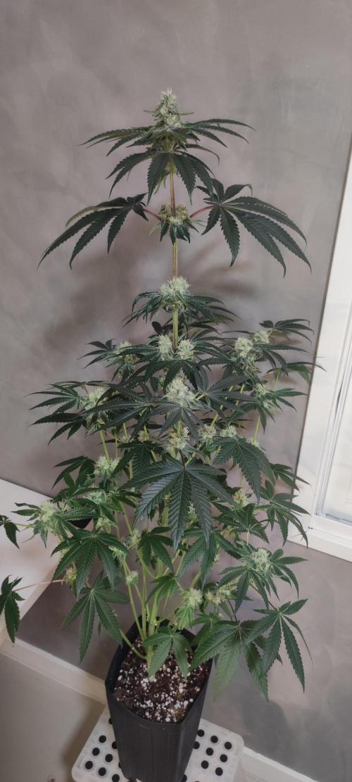 White Widow. Week 10