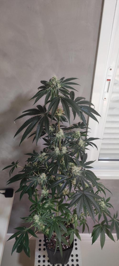 White Widow. Week 10