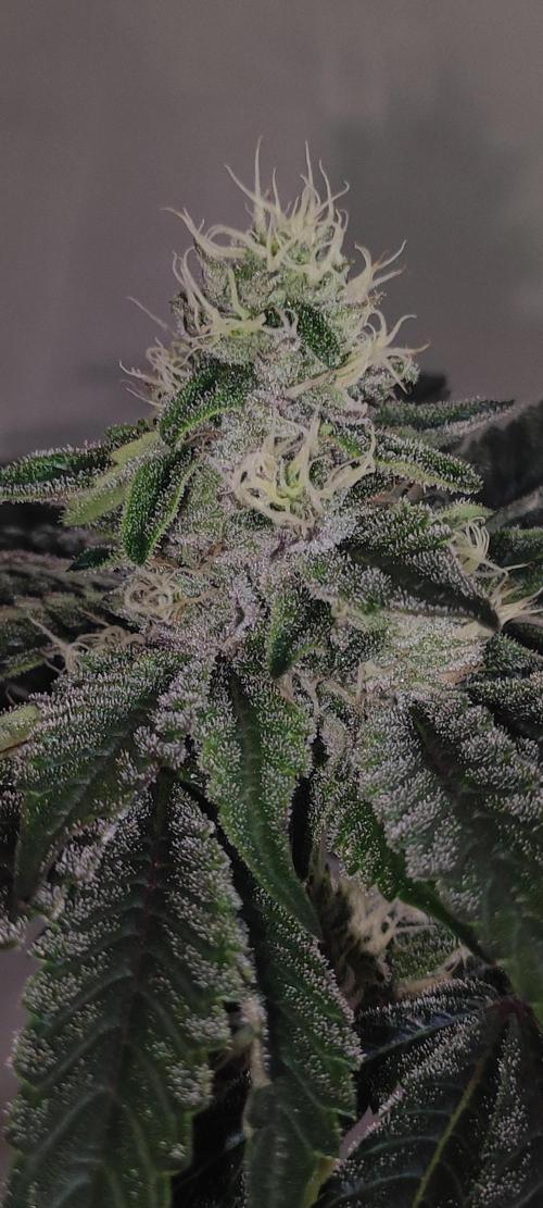 White Widow. Week 10