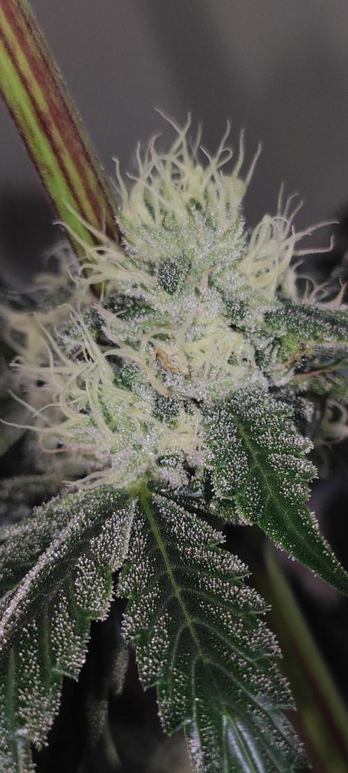 White Widow. Week 10