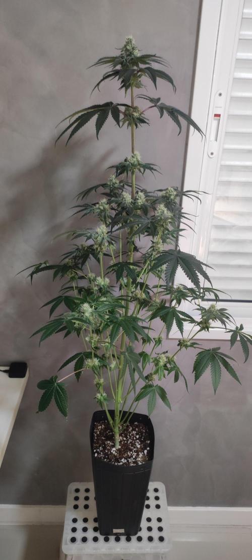 White Widow. Week 10