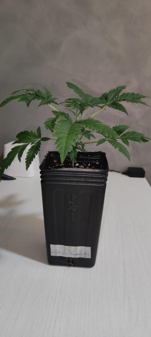 White Widow x Freakshow. Week 2