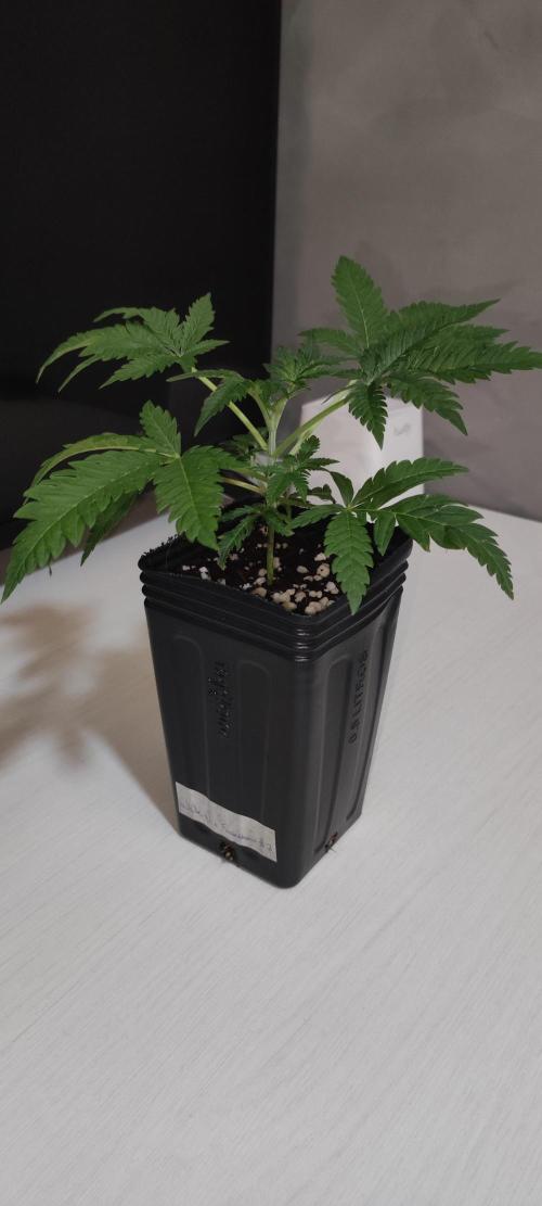 White Widow x Freakshow. Week 2