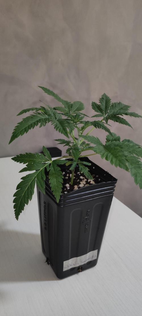 White Widow x Freakshow. Week 2