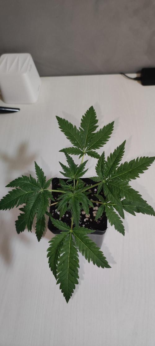 White Widow x Freakshow. Week 2