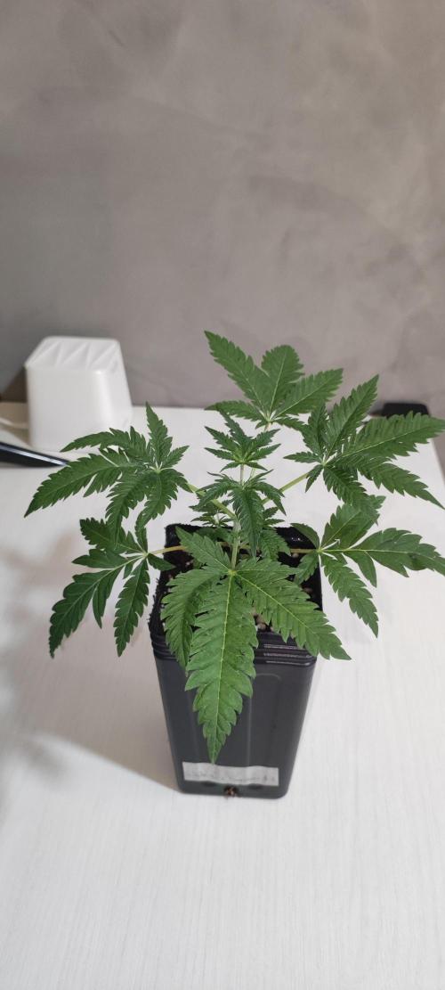 White Widow x Freakshow. Week 2
