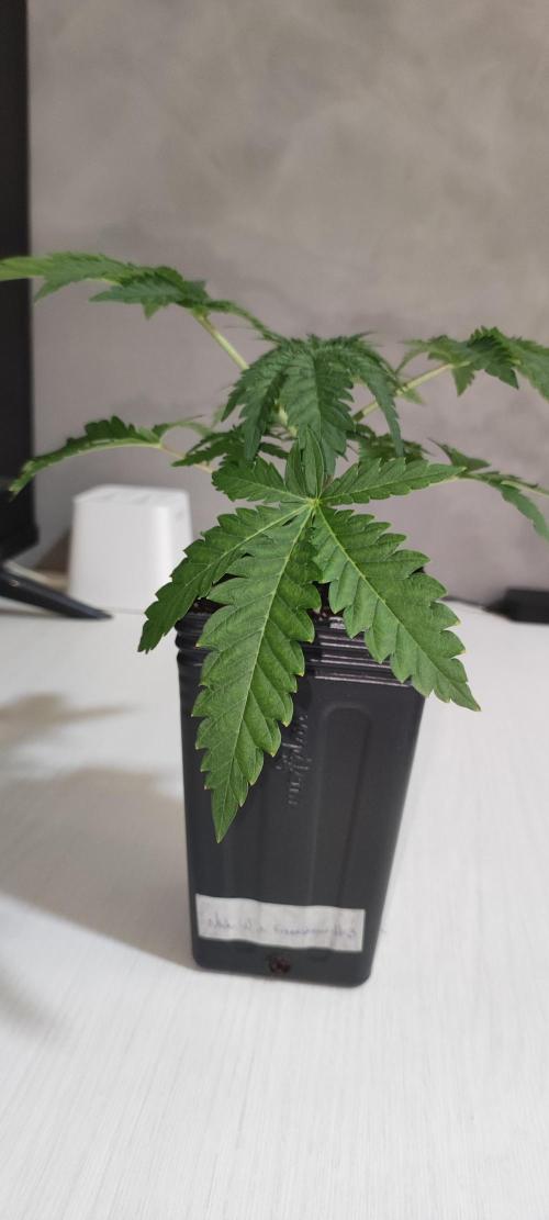 White Widow x Freakshow. Week 2