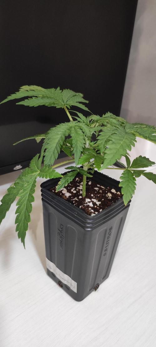 White Widow x Freakshow. Week 2