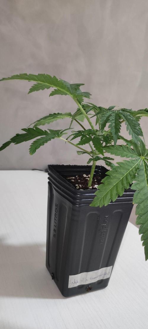 White Widow x Freakshow. Week 2