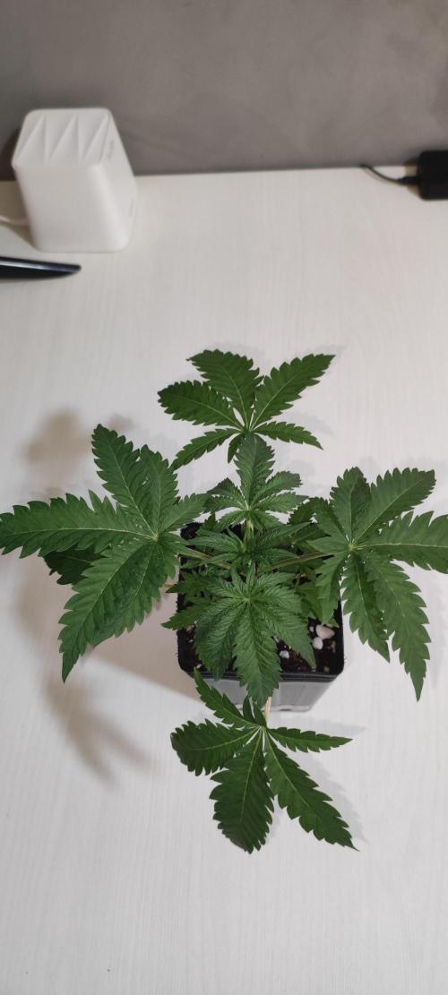 White Widow x Freakshow. Week 2