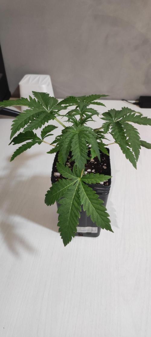 White Widow x Freakshow. Week 2