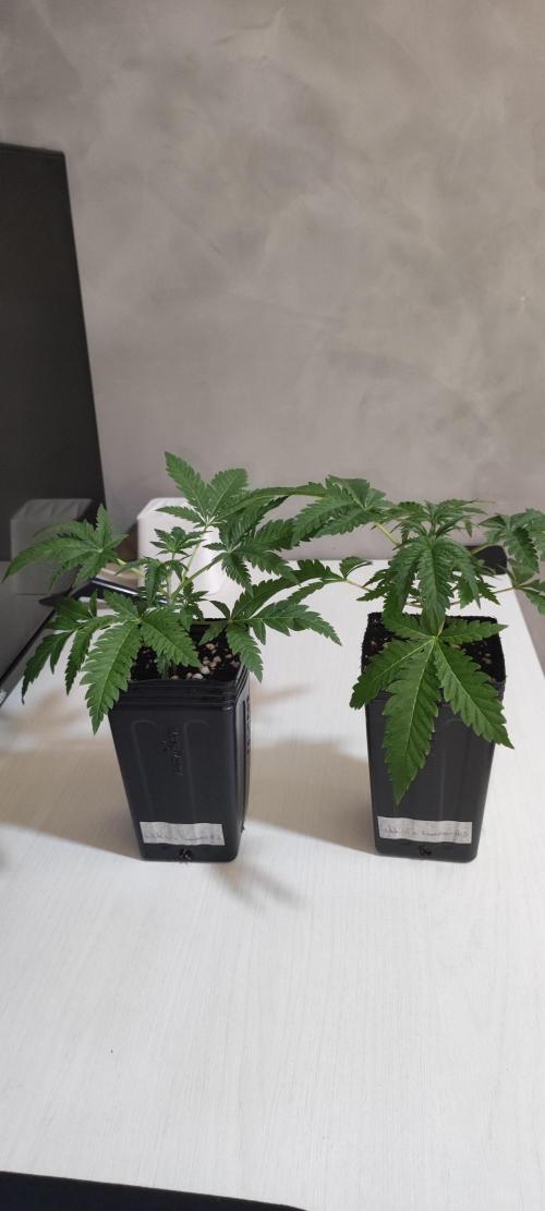 White Widow x Freakshow. Week 2