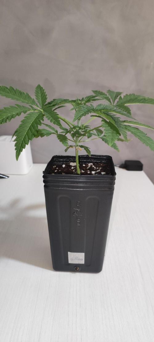 Julieta. Week 2