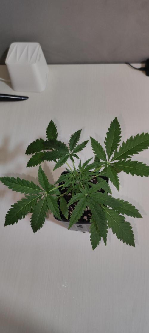 Julieta. Week 2