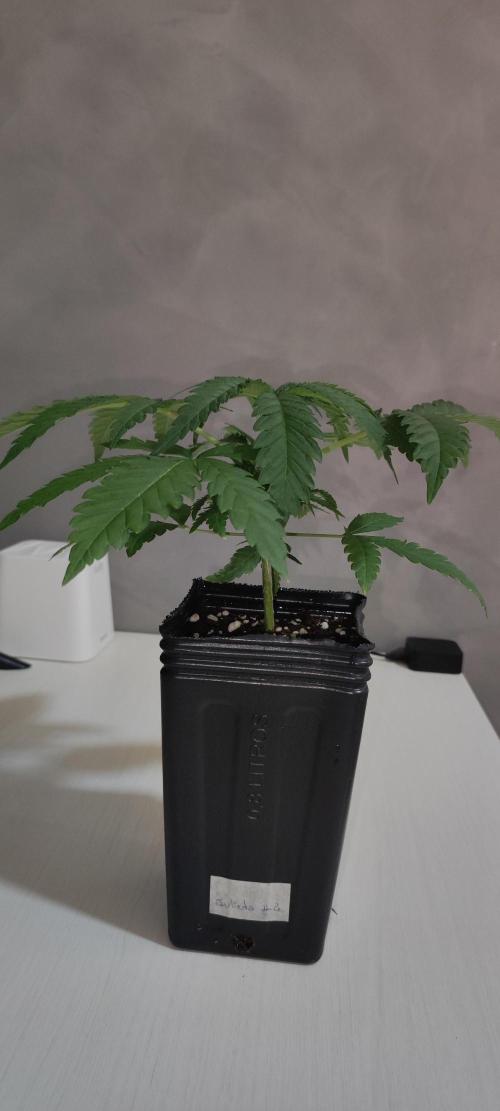 Julieta. Week 2