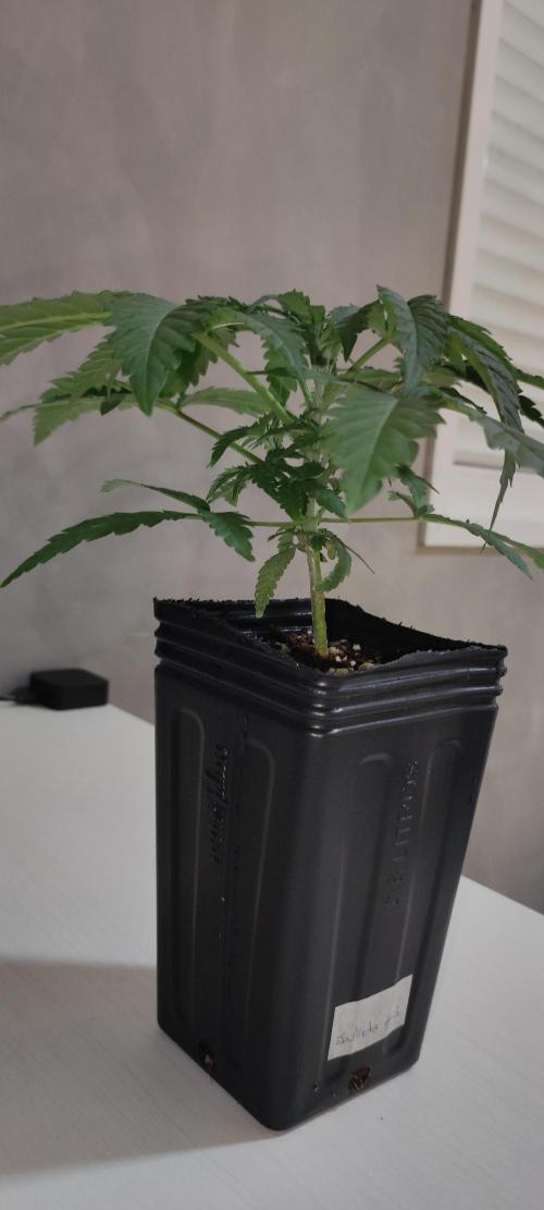 Julieta. Week 2